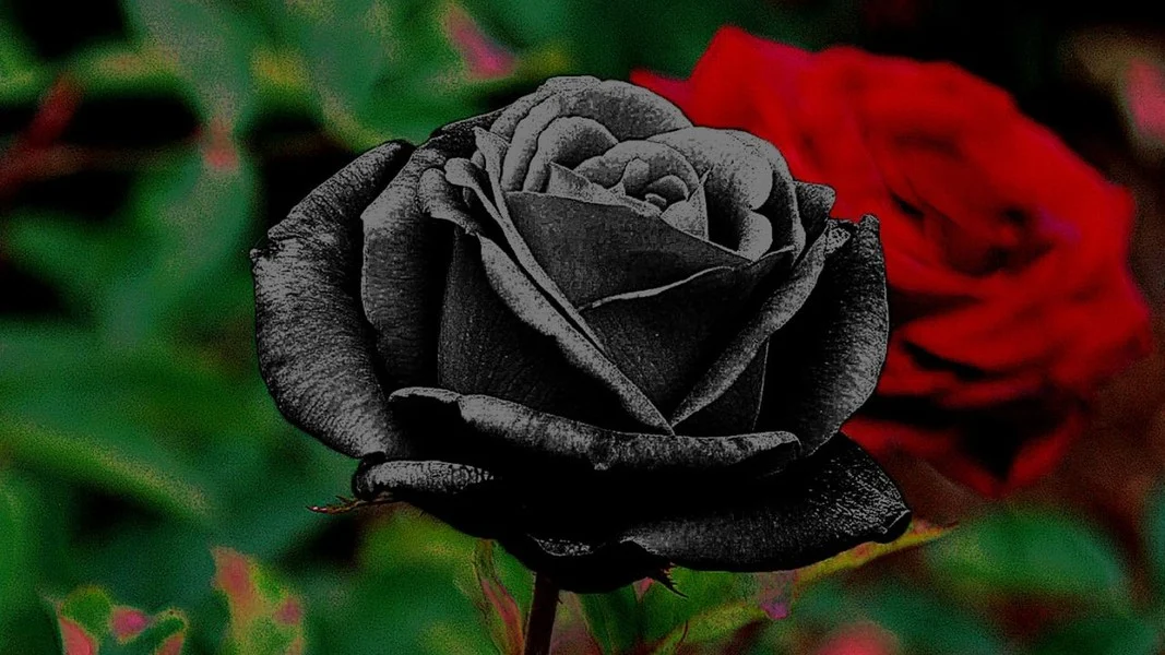 ফুলের জগতে জনপ্রিয়তা শীর্ষে কালো গোলাপ