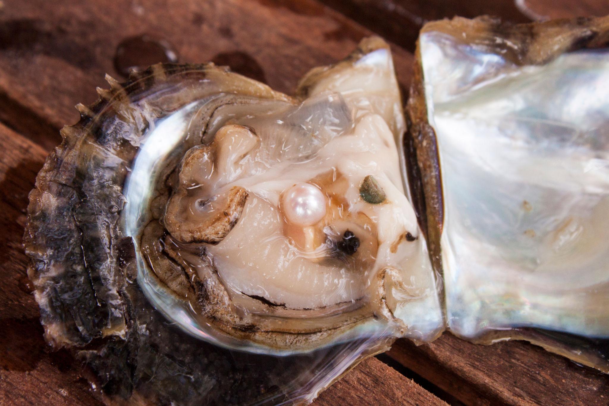 সম্পূর্ণ জৈব প্রক্রিয়ার ফল ঝিনুকের মুক্তা